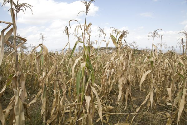 Hunger to worsen as maize, rice production drops